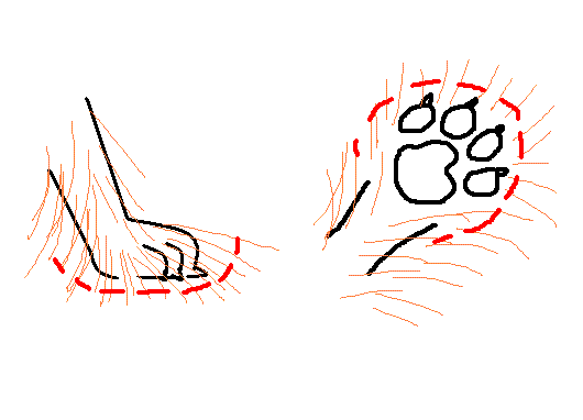 Схема стрижки лапок у щенка йоркшира